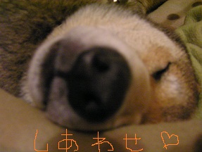 c0141335_1740482.jpg