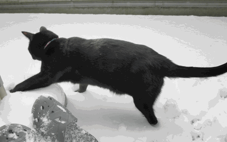 c0136736_954495.gif