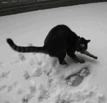 c0136736_9552193.gif