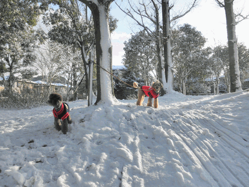 c0136736_95684.gif