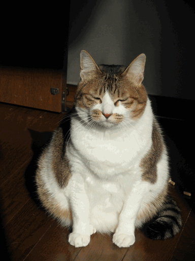 c0136736_9572344.gif