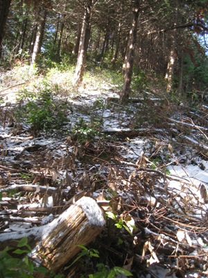 c0077338_7363175.jpg