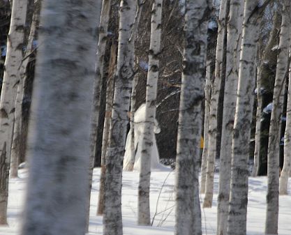 c0155902_2183446.jpg