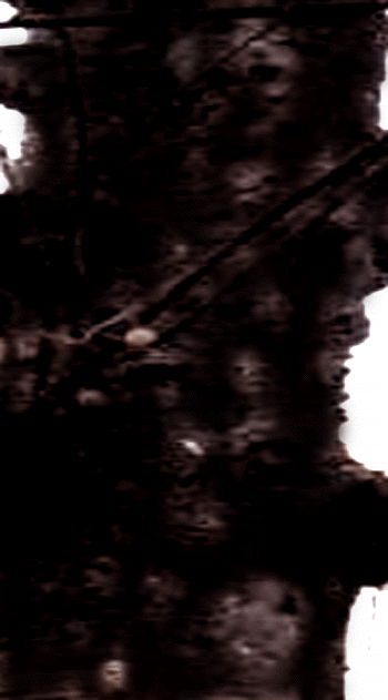 e0103408_15341716.gif