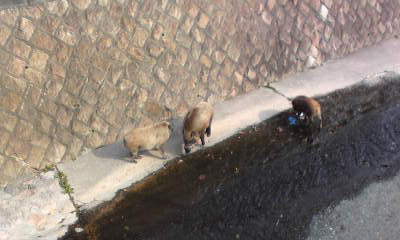 c0180209_17102486.jpg