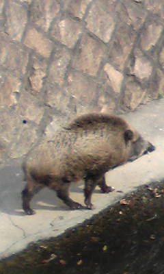 c0180209_17102488.jpg