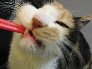c0201113_2361429.jpg