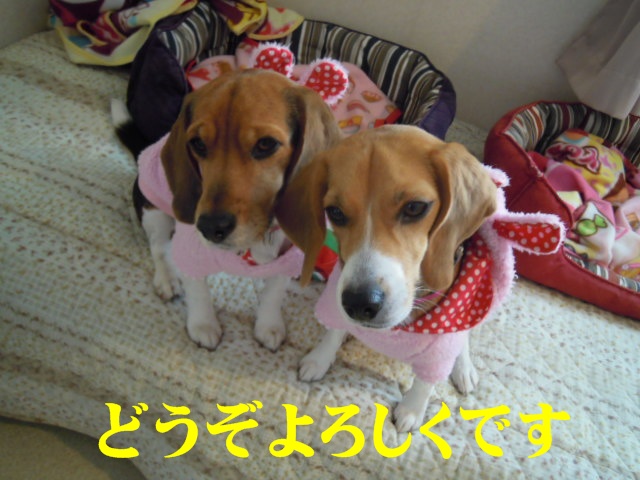 c0166622_2043048.jpg