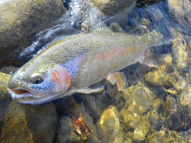 e0202393_20431790.jpg