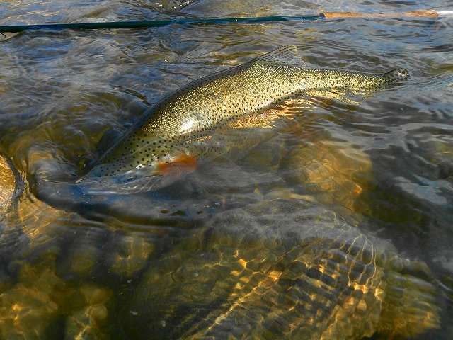 e0202393_2043271.jpg
