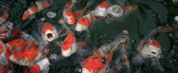 f0121909_9322844.gif