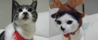 f0121909_9332340.gif