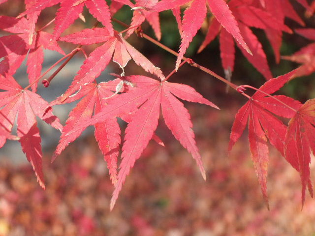 e0064133_0151656.jpg