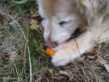 c0134734_21462631.jpg