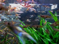 ネイチャーガーデン