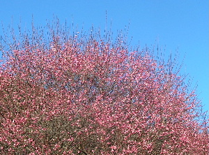 e0172950_8201116.jpg