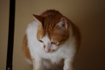 f0054677_845372.jpg