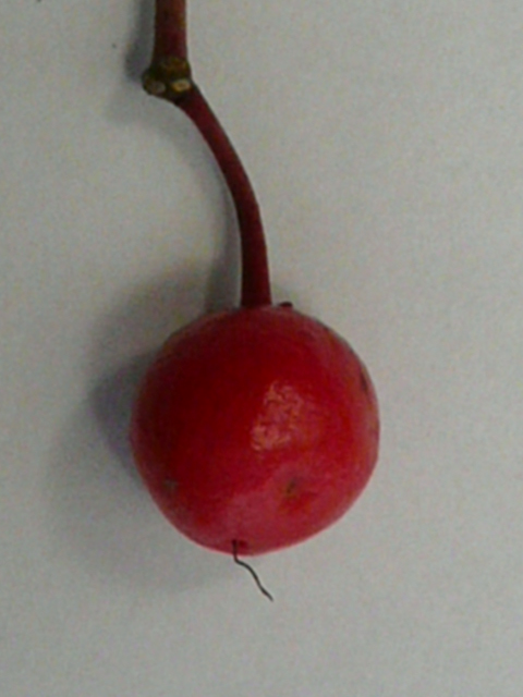 e0145782_11313595.jpg