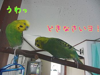 f0196665_23453220.jpg