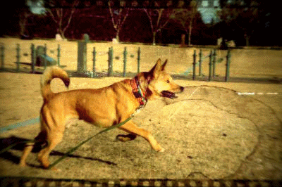 f0225871_1153583.gif