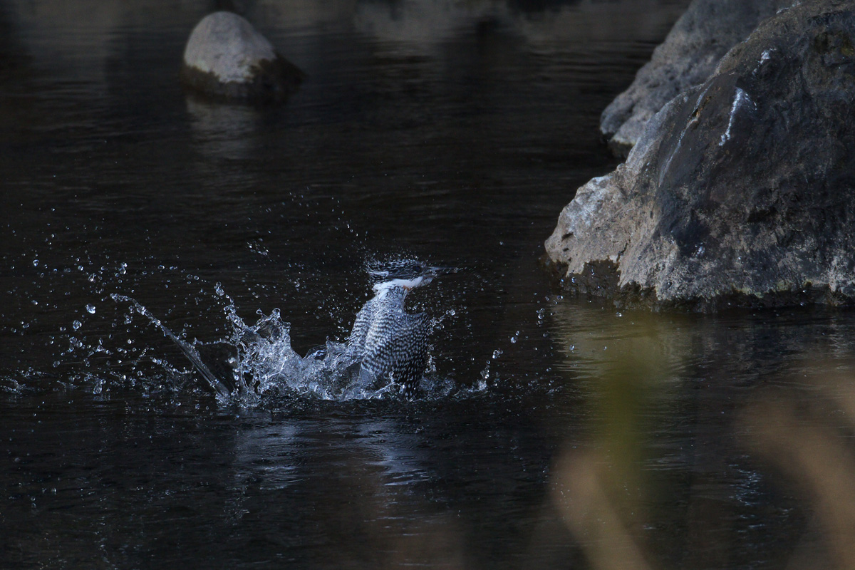 b0180476_17355015.jpg