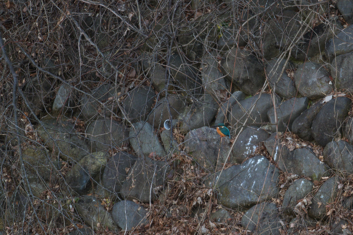 b0180476_1742137.jpg