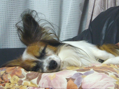 e0100046_1926280.jpg