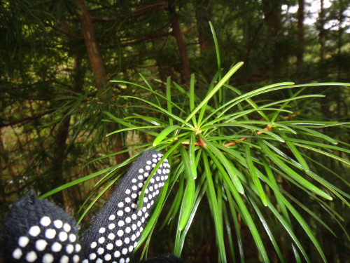 c0179351_10384210.jpg