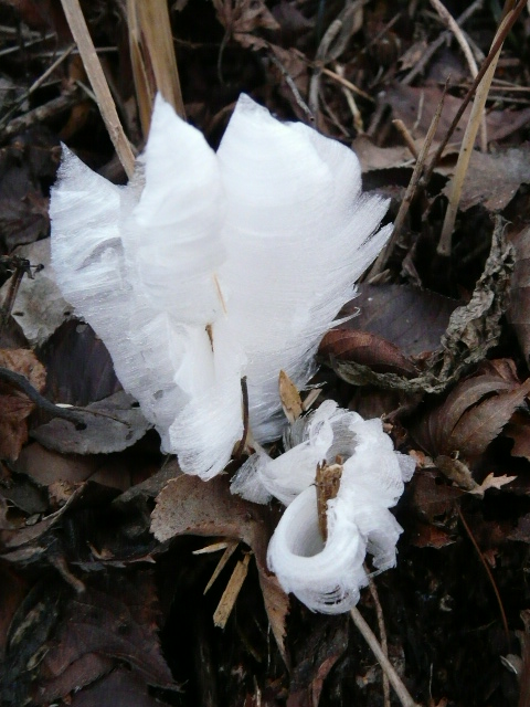 e0145782_964692.jpg