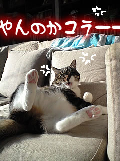 c0035001_16531488.jpg