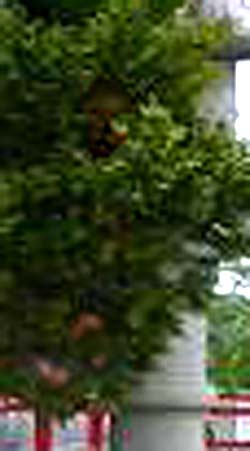 e0103408_1829598.jpg