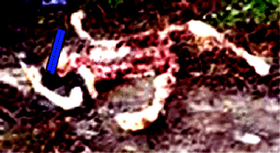 e0103408_70414.jpg