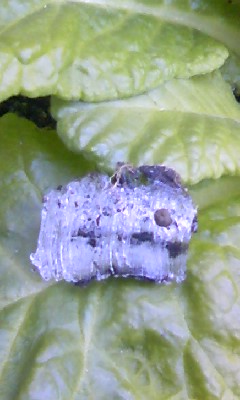 d0024220_14175342.jpg