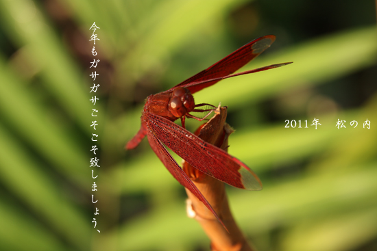 d0042827_18384610.jpg