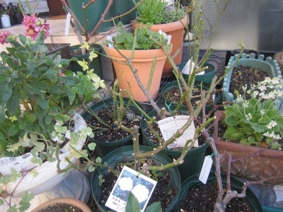 c0202870_031693.jpg
