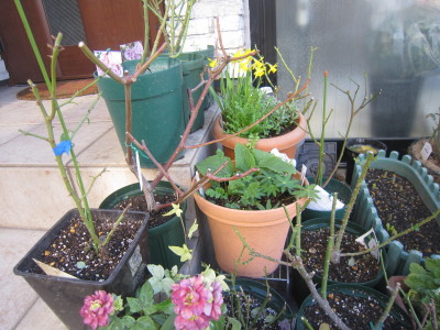 c0202870_03347.jpg