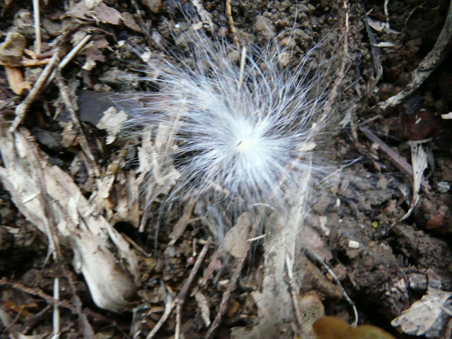 e0145782_1843585.jpg