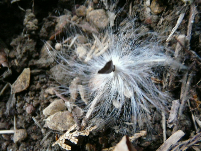 e0145782_184587.jpg