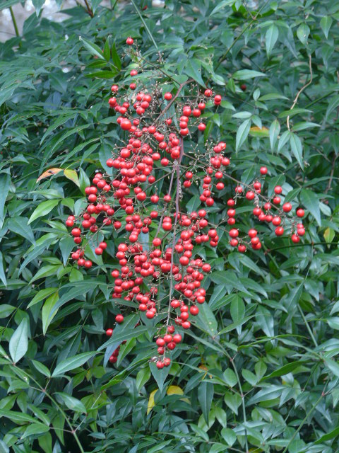 e0145782_1854532.jpg