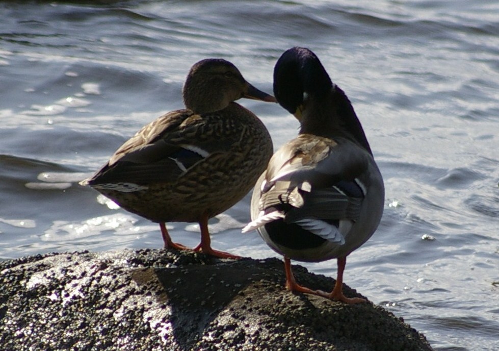 e0197884_22325894.jpg