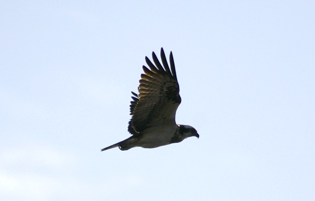 e0197884_22414322.jpg