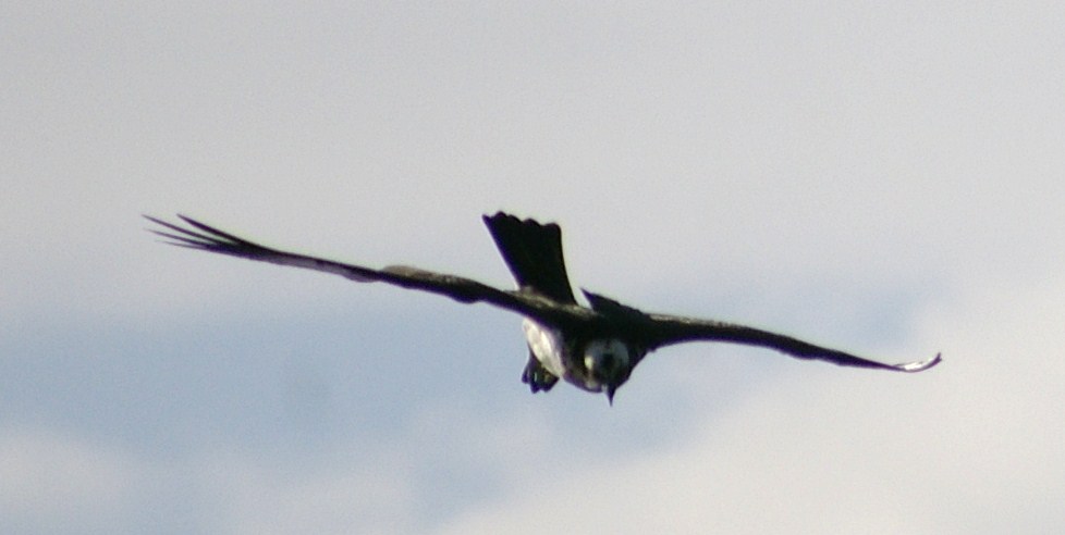 e0197884_22431620.jpg