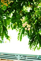 c0125311_1182676.jpg