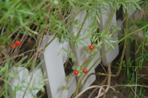 f0217217_11403256.jpg