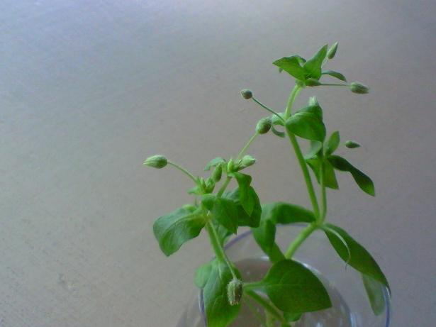c0097620_12331992.jpg