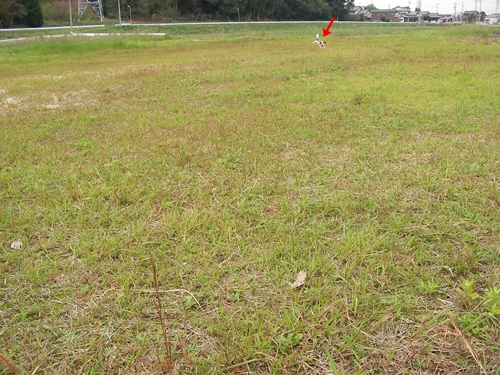 d0165124_1114534.jpg