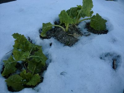 e0101828_923520.jpg