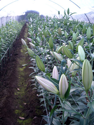 e0097770_0484720.jpg