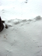 c0057781_10411599.jpg
