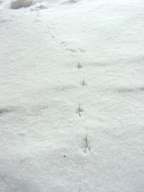 c0057781_1041195.jpg